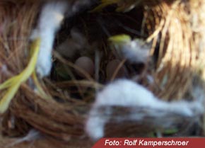 Nest Diamantfinken